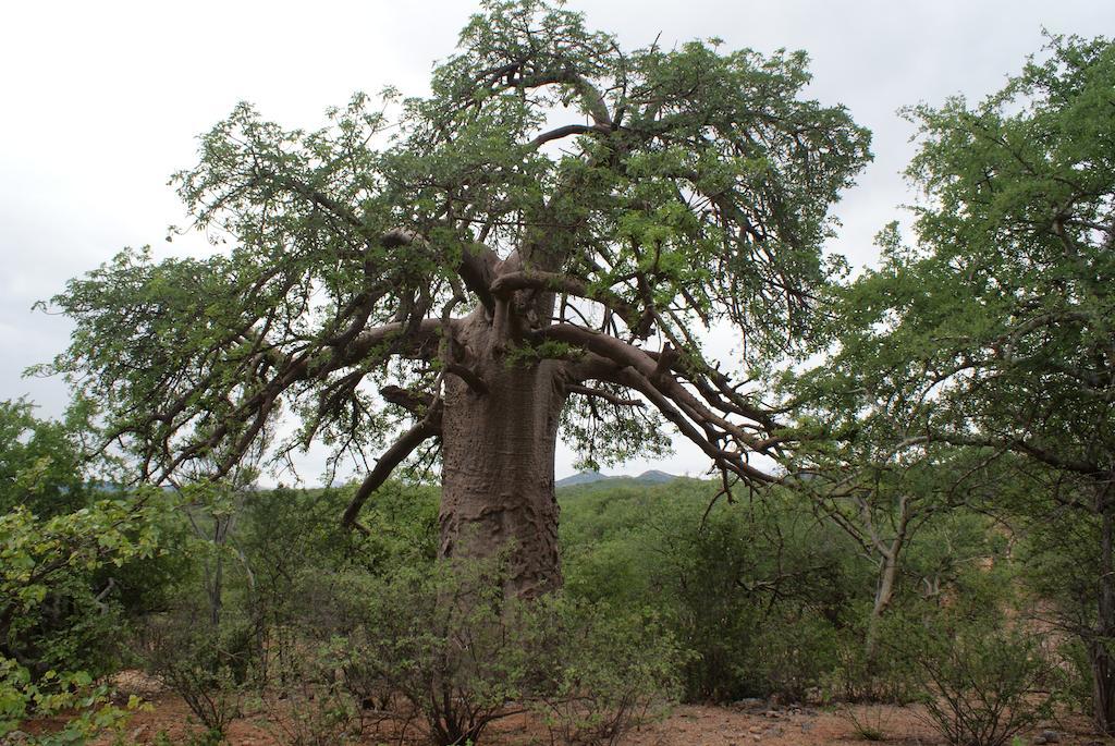 Adansonia Eco Lodge موسينا المظهر الخارجي الصورة