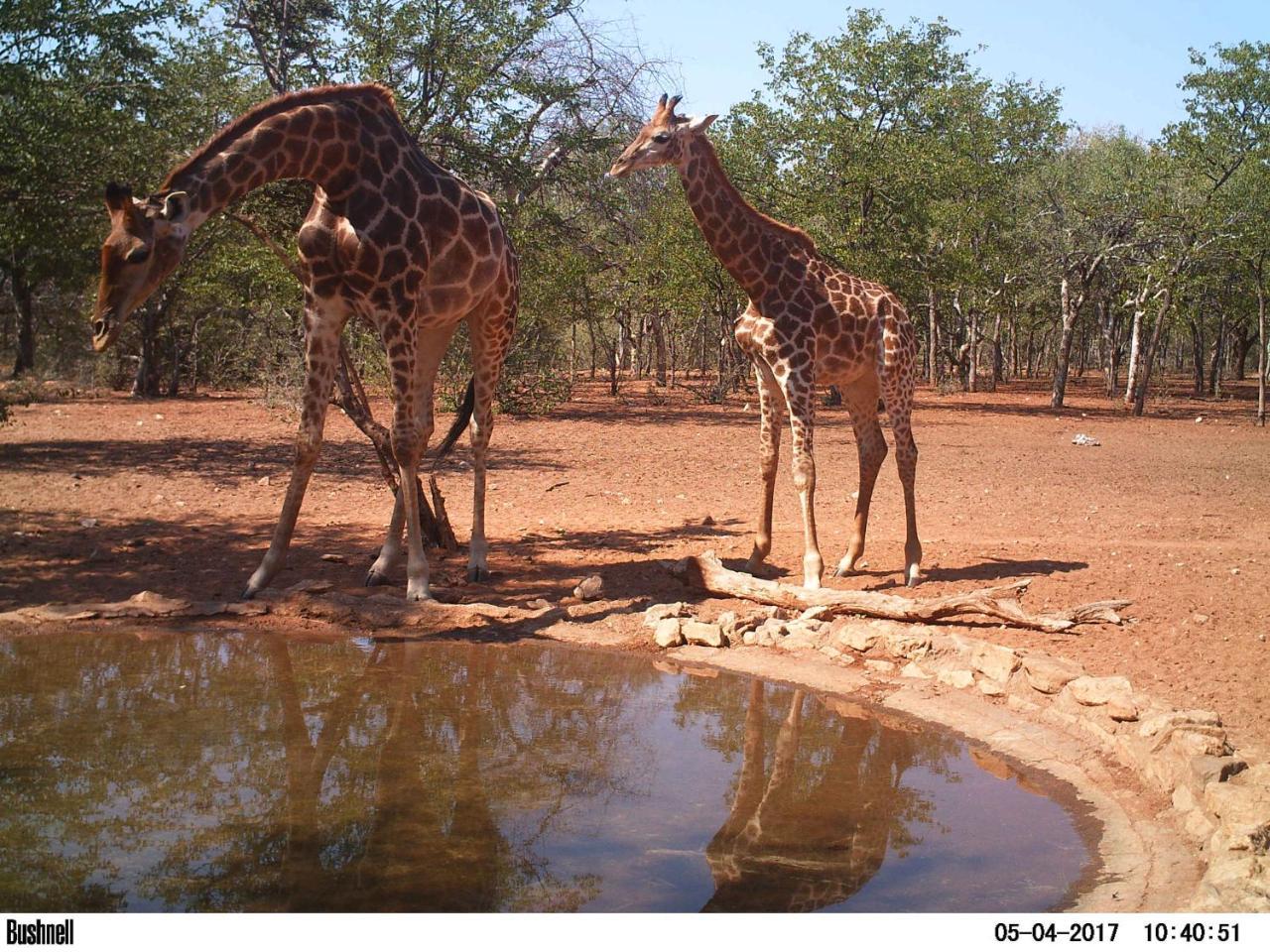 Adansonia Eco Lodge موسينا المظهر الخارجي الصورة